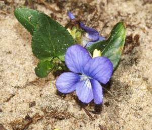 Heath Dog Violet (Viola canina)